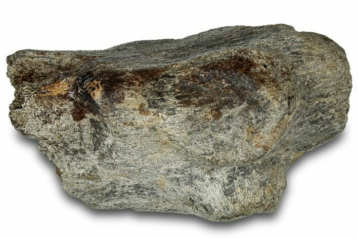 Fossil Ornithischian Dinosaur Vertebra Process Section - Montana #316463